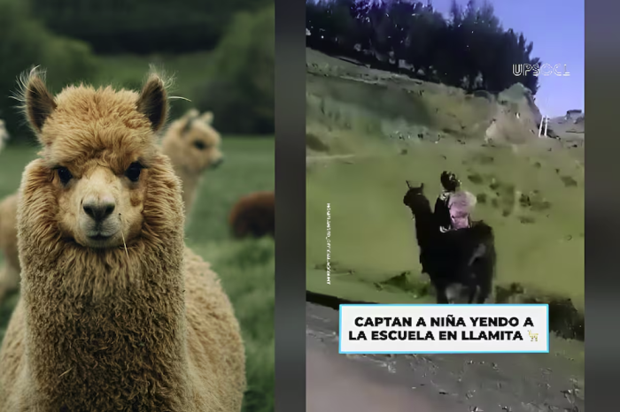 Niño es captado yendo a la escuela montado en una llama