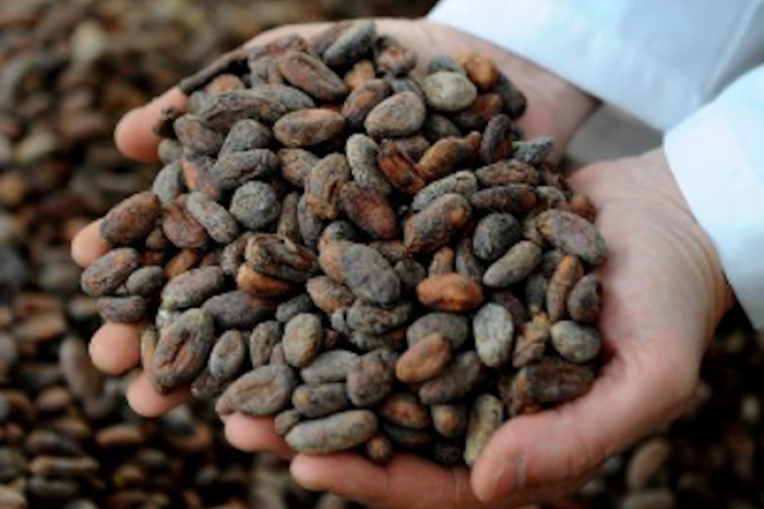 Descubre los múltiples beneficios y usos del cacao 