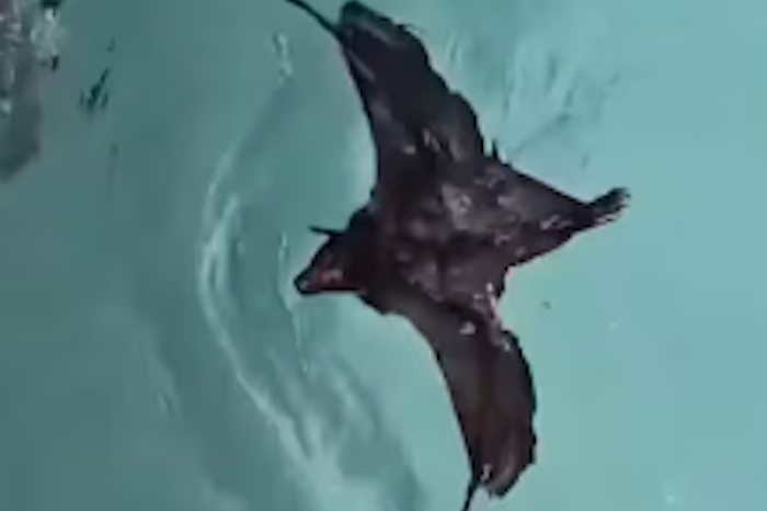 ¡Batman en la piscina! Murciélago nadador sorprende a Australia y se vuelve viral