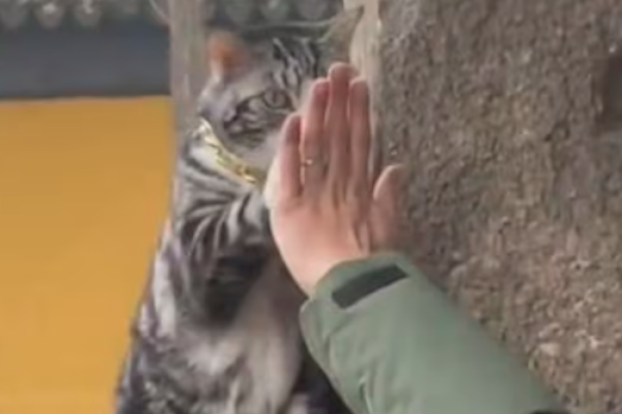 ¡El gato de la suerte! Jellybean conquista un templo chino con su 