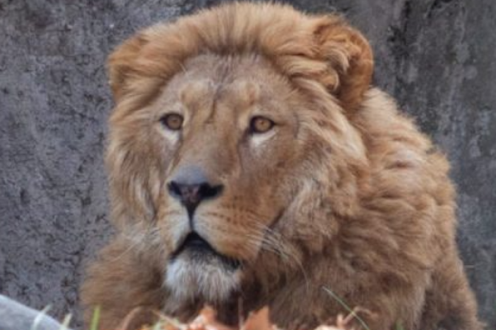 Tragedia en Nairobi: niña de 14 años muere tras ataque de león 