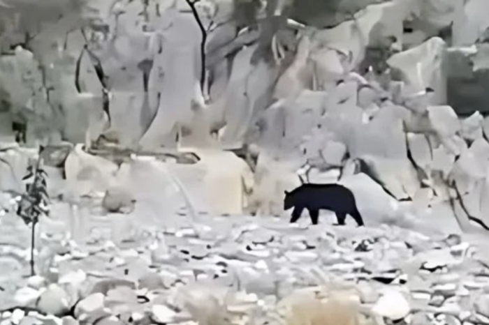Cierran temporalmente La Huasteca por avistamiento de oso